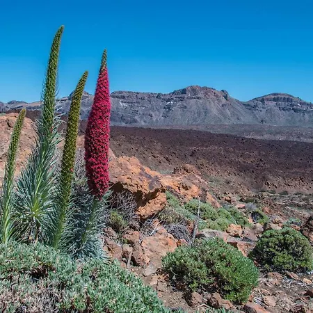 Holiday El Teide Holiday home Icod De Los Vinos