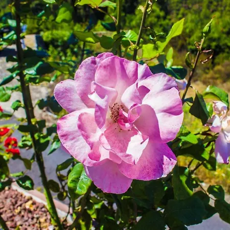 Prázdninový dům Holiday El Teide Icod De Los Vinos